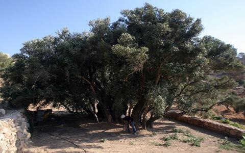 olive_tree.jpg